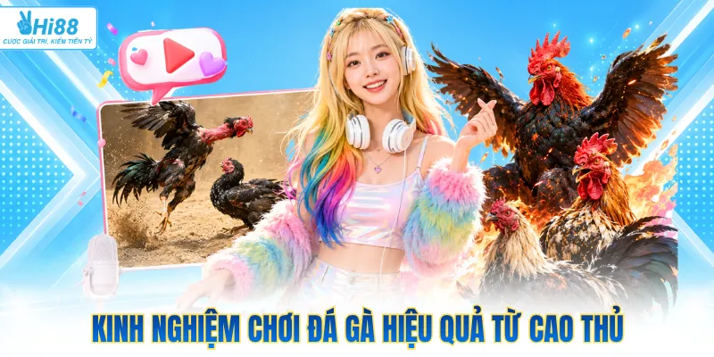 Kinh nghiệm chơi đá gà hiệu quả từ cao thủ