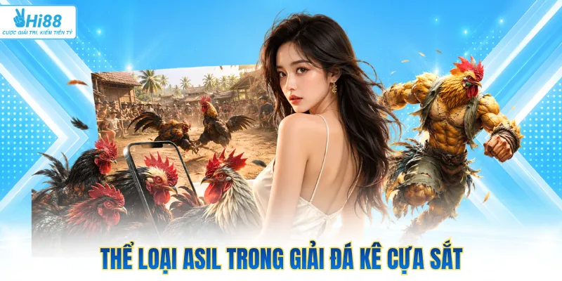 Thể loại Asil trong giải đá kê cựa sắt